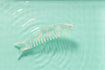 Piscis comb lagon