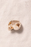 Pince coquillage dune