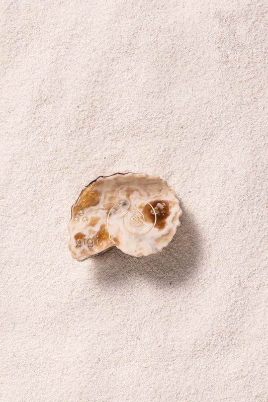 Pince coquillage dune